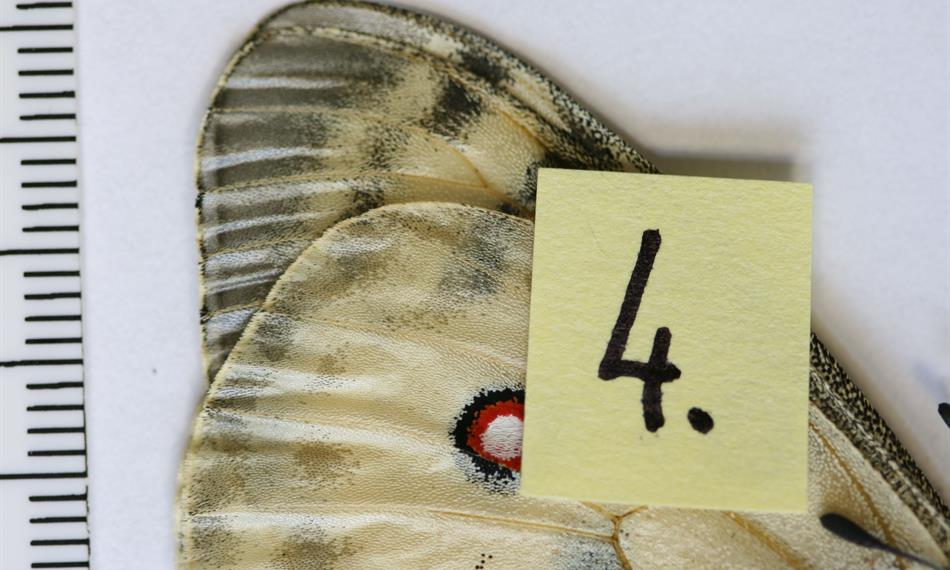 2015-1-15-944foto 7 motýli.jpg